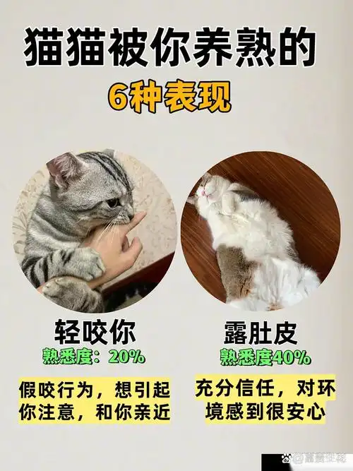 KPL猫系打野崛起：成年猫咪的依赖，成就野区“粘人精”战术